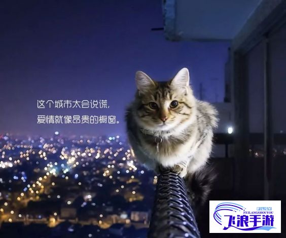 红猫大本营：揭秘猫咪萌态背后的行为学，探索如何与其建立更深度的情感连接