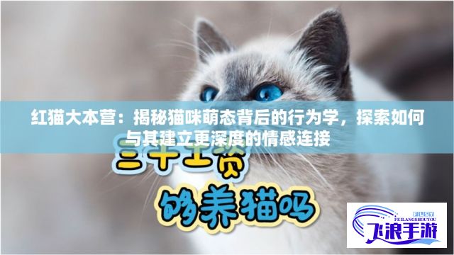 红猫大本营：揭秘猫咪萌态背后的行为学，探索如何与其建立更深度的情感连接