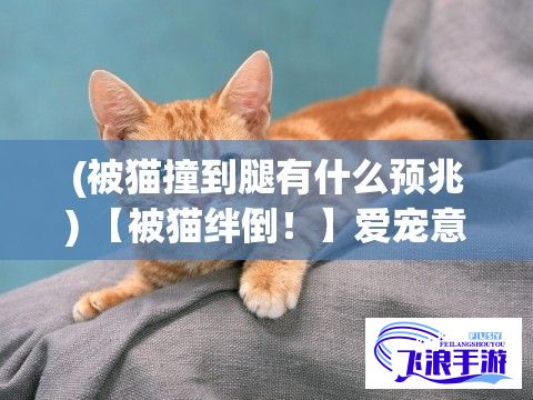 (被猫撞到腿有什么预兆) 【被猫绊倒！】爱宠意外：揭示家中宠物安全隐患，防止“以ねこふんじゃった”事件再次发生