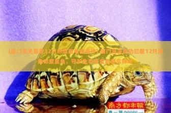 (厦门海关查获12只印度星龟的案件) 厦门海关成功拦截12只濒危印度星龟，守护生态安全的坚实屏障