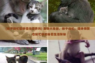 (猴子很忙猫咪值得培养吗) 宠物大观园，猴子很忙，猫咪懒散，仓鼠忙碌的秘密生活探秘