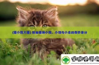 (猫小院大猫) 探秘猫咪小院，小锋与小志的奇妙缘分