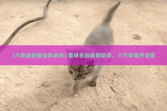 (八条腿的猫是真的吗) 猫咪乐园最新动态，八只萌宠齐聚首