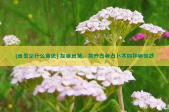 (灵蓍是什么意思) 探秘灵筮，揭开古老占卜术的神秘面纱